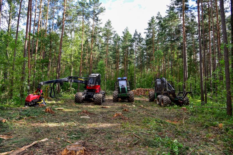 Pine Straw Removal