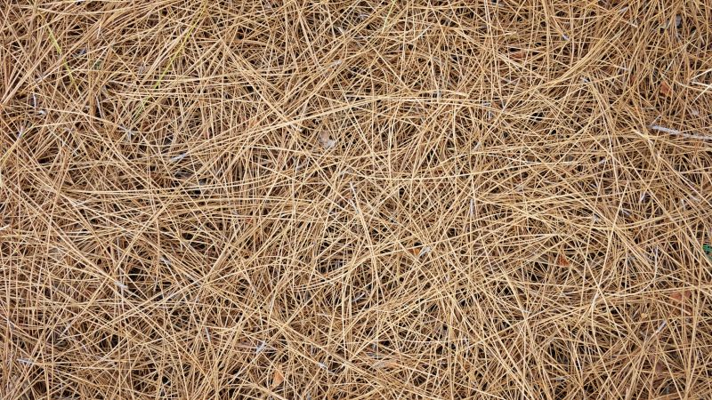 Pine Straw Removal Costs — Cost of Pine Straw Removal