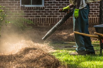 Remove Pine Straw with a Blower