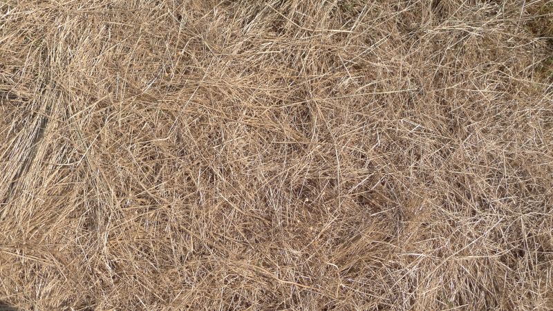 Top Rated Products for Pine Straw Removal